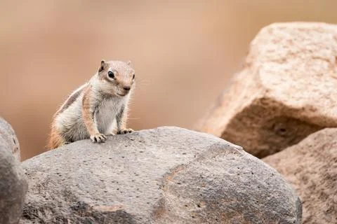 Ground squirrel standing on a rock Stock Photos