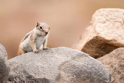 Ground squirrel standing on a rock Stock Photos
