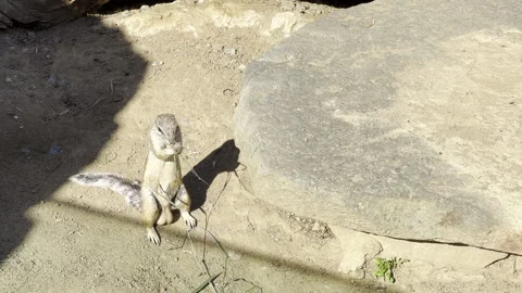The ground squirrel stands on its hind legs and eats appetizingly.  Stock Footage 203183799