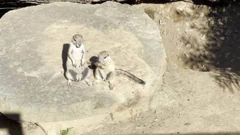 The ground squirrel stands on its hind legs and eats appetizingly.  Stock Footage 203185120