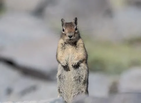Ground Squirrel Stands To Look at Camera Stock Photos