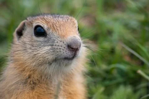 Ground Squirrel in summer Foto stock