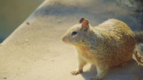 Ground Squirrel On Sunlit Sidewalk Stock Footage 293961376