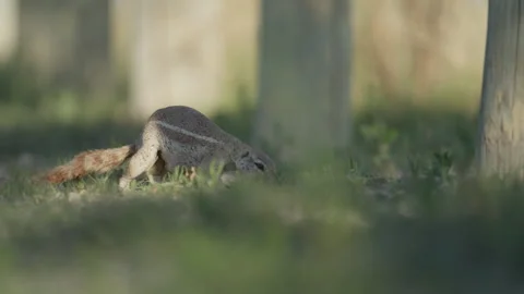 Ground squirrel walking around and eating Stock Footage 263962936
