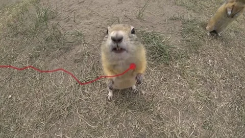 Ground squirrel is watching the red chart closely. Stock Footage 136348117
