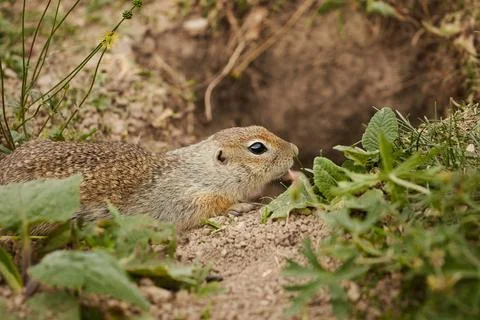 Ground squirrel in wild, close-up, blurred background, rodent in grass Stock Photos