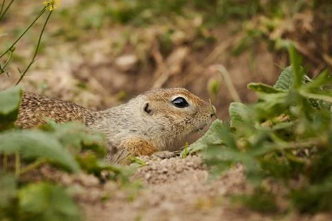 Ground squirrel in wild, close-up, blurred background, rodent in grass Stock Photos