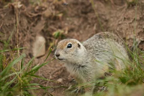Ground squirrel in wild, close-up, blurred background, rodent in grass Stock Photos