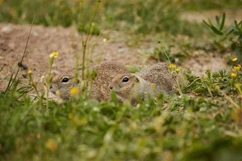 Ground squirrel in wild, close-up, blurred background, rodent in grass Stock Photos