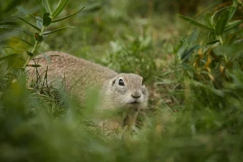 Ground squirrel in wild, close-up, blurred background, rodent in grass Stock Photos