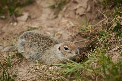 Ground squirrel in wild, close-up, blurred background, rodent in grass Stock Photos