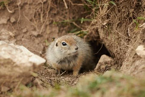 Ground squirrel in wild, close-up, blurred background, rodent in grass Stock Photos