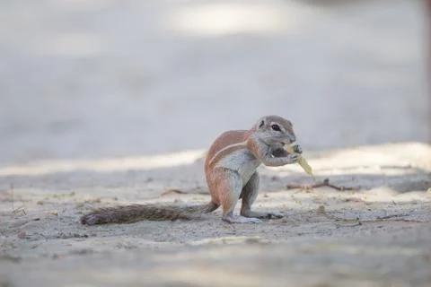 Ground squirrel in the wilderness Fotos Stock