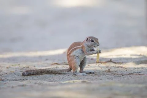 Ground squirrel in the wilderness 스톡 사진