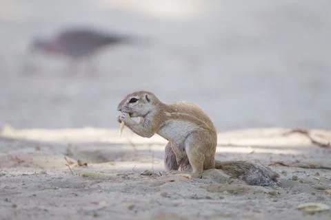 Ground squirrel in the wilderness Foto stock