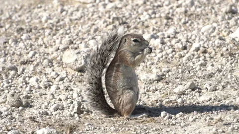 Ground squirrel in the wilderness, slow motion Stock Footage 116238567