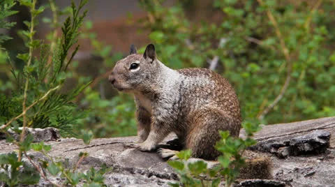 Ground squirrel yawning Stock-Footage 25682316