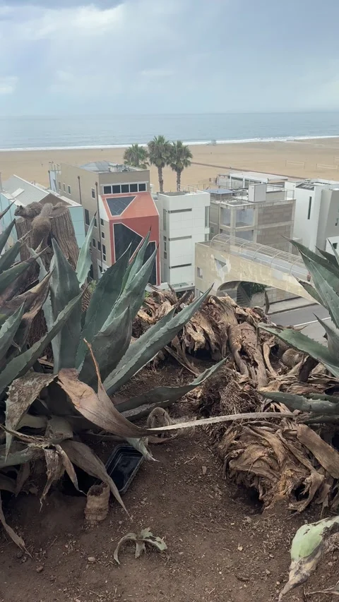Ground squirrels among agave above the beach in Santa Monica Stock Footage 345552487