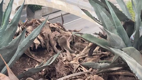 Ground squirrels among agave and dry palm fronds in Santa Monica Stock Footage 345266852