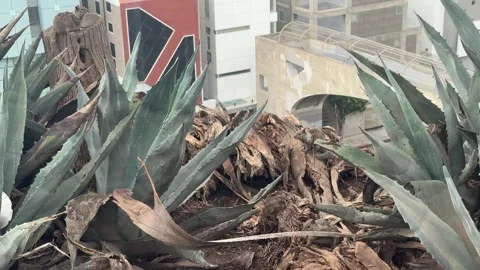 Ground squirrels among agave plants on a coastal bluff in Santa Monica Stock Footage 345266375