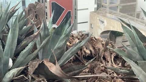 Ground squirrels among agave plants above a coastal road, Santa Monica Stock Footage 345266544