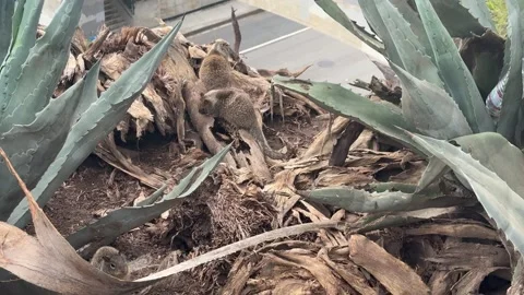 Ground squirrels among palm fronds and agave in Santa Monica Stock Footage 345266956