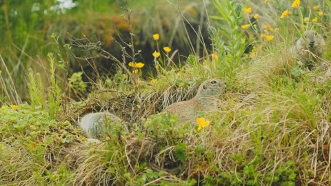 Ground squirrels are seen foraging and interacting in a lush meadow filled with Vídeos de archivo 312464136