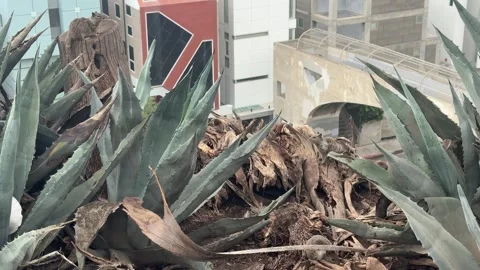 Ground squirrels behind agave plants on a coastal bluff in Santa Monica Stock Footage 345266411