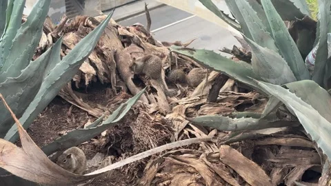 Ground squirrels in a bluff-top agave garden, Santa Monica Stock Footage 345266863