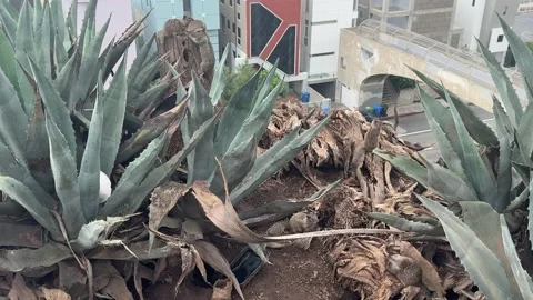 Ground squirrels on a coastal bluff with agave plants, Santa Monica Stock Footage 345266695
