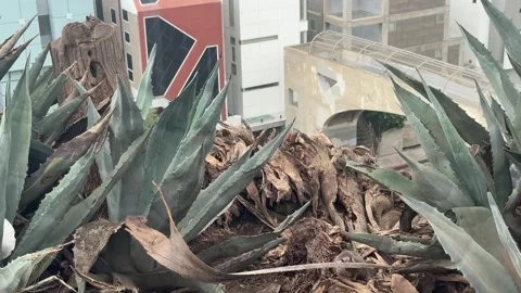Ground squirrels in dry palm fronds and agave plants, Santa Monica Stock Footage 345266376