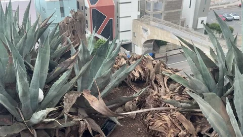 Ground squirrels in dry palm fronds among agave plants, Santa Monica Stock Footage 345266743