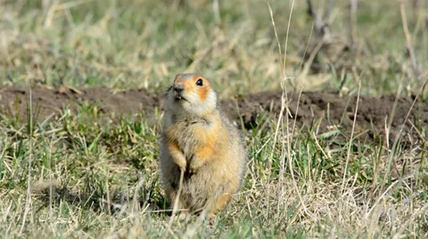 Ground squirrels Stock Footage 37564525