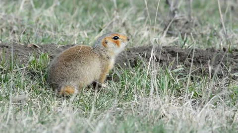 Ground squirrels Stock Footage 37564588