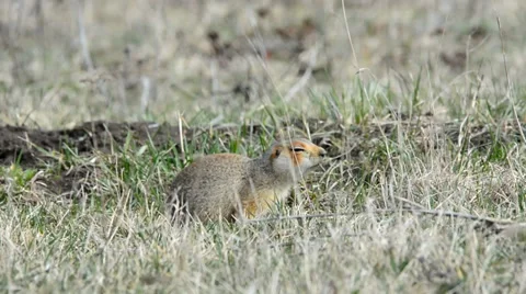 Ground squirrels Stock Footage 37564690