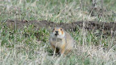 Ground squirrels Stock Footage 37564695