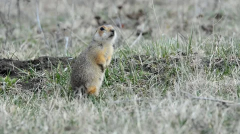 Ground squirrels Stock Footage 37564993