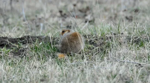 Ground squirrels Stock Footage 37564999