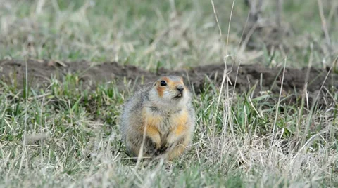 Ground squirrels Stock Footage 37565010