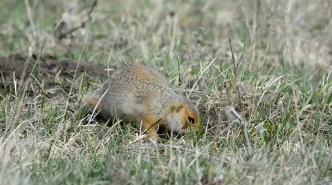 Ground squirrels Stock Footage 37565050