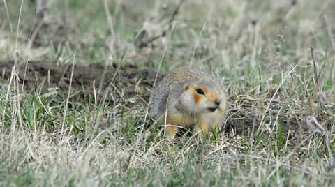 Ground squirrels Stock Footage 37565129