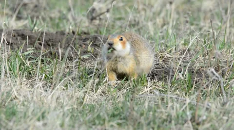 Ground squirrels Stock Footage 37565199