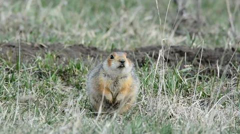 Ground squirrels Stock Footage 37565289