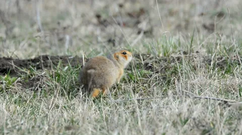 Ground squirrels Stock Footage 37565477