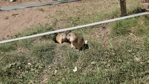 Ground squirrels 스톡 동영상 329969236