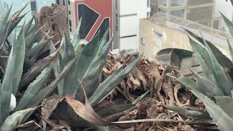 Ground squirrels foraging between agave plants in Santa Monica Stock Footage 345266546
