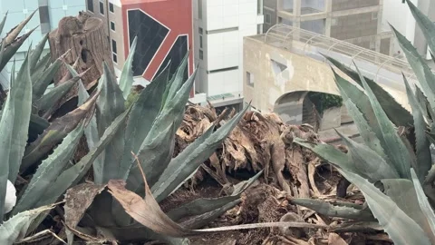 Ground squirrels on a palm stump among agave plants in Santa Monica Stock Footage 345266408