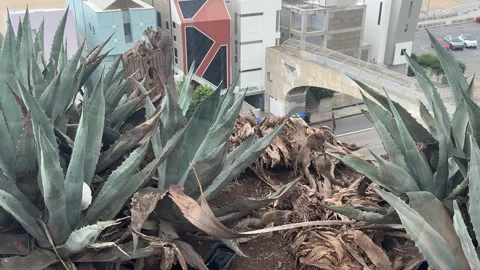 Ground squirrels on a palm stump surrounded by agave in Santa Monica Stock Footage 345266746