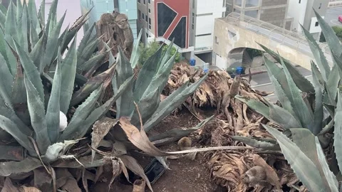 Ground squirrels perched on a palm stump among agave, Santa Monica Stock Footage 345266696
