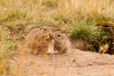 Ground squirrels Stock Photos